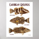 Pesquisar por garoupa pôsteres pósteres Mar