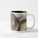 Pesquisar por pinho cones canecas Natureza
