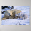 Pesquisar por filhote de urso polar pôsteres pósteres Neve