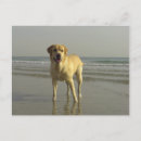 Pesquisar por cães felizes cartoes postais Animais