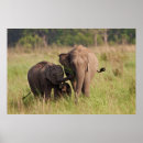 Pesquisar por elefante indiano pósteres Ásia