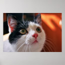 Pesquisar por olhos verdes gato preto pôsteres pósteres Branco