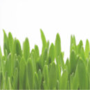 Pesquisar por verde de grama adesivos Fundo