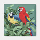 Pesquisar por papagaio imas Macaw
