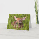 Pesquisar por do bambi cartoes Fawn