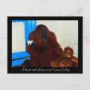 Pesquisar por macaco vermelho cartoes postais Animais