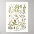 Pesquisar por plantas medicinais pôsteres pósteres Botânica