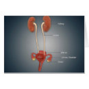Pesquisar por órgãos internos cartoes postais Fêmea