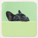 Pesquisar por filhote de cachorro porta copos Fotografia