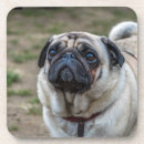 Pesquisar por pugs porta copos Para todos