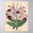 Pesquisar por cattleya pósteres Floral