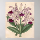 Pesquisar por cattleya pôsteres pósteres Vintage
