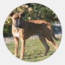 Pesquisar por boxer dog adesivos Vermelho e branco