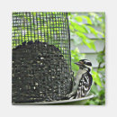 Pesquisar por alimentador imas Pica pau