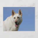 Pesquisar por branco pastor cartoes postais Alsaciano