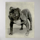 Pesquisar por do buldogue pôsteres pósteres Qualquer pessoa