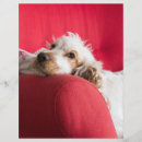 Pesquisar por cocker spaniel artesanato material Cachorro