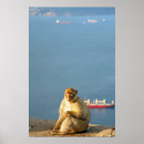 Pesquisar por gibraltar pósteres Macaco
