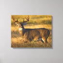 Pesquisar por wildlife impressão de canvas Buck