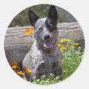 Pesquisar por pele adesivos Divertimento