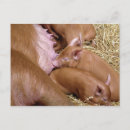 Pesquisar por porco pequeno cartoes postais Animal