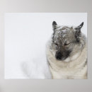 Pesquisar por norueguês pôsteres pósteres Cão