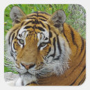 Pesquisar por foto do tigre adesivos Animal