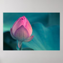 Pesquisar por flor de lótus pôsteres pósteres Natureza