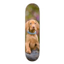 Pesquisar por skate do filhote de cachorro skates Cão