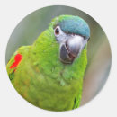 Pesquisar por macaw adesivos Animais selvagens