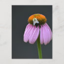 Pesquisar por plantas nativas cartoes postais Flores