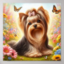 Pesquisar por do yorkshire terrier pôsteres pósteres Yorkie