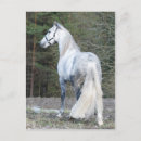 Pesquisar por cavalo andaluz cartoes postais Animal