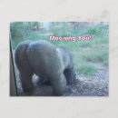 Pesquisar por gorila engraçado cartoes postais Zoo