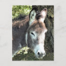 Pesquisar por burro cartoes postais Fofofo