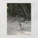 Pesquisar por jack russell terrier cartoes postais Retrato