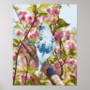 Pesquisar por budgie pôsteres pósteres Parakeet