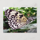 Pesquisar por zebra engraçada cartoes postais Animais