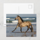 Pesquisar por bob cartoes postais Cavalo