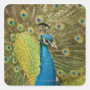 Pesquisar por peacock adesivos Aves