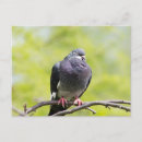 Pesquisar por pombo selvagem cartoes postais Pássaro
