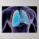 Pesquisar por sistema respiratório pôsteres pósteres Representação humana