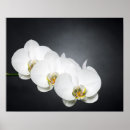 Pesquisar por orquídea branca pósteres Flor