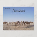 Pesquisar por animais do deserto cartoes postais Viagem
