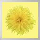 Pesquisar por dandelion pôsteres pósteres Flor