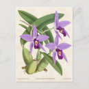 Pesquisar por orquídeas roxas cartoes postais Floral