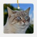 Pesquisar por olhos azuis ornamentos Animal de estimação