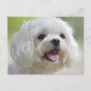 Pesquisar por maltês branco cartoes postais Animais de estimação
