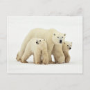 Pesquisar por filhote de urso polar cartoes postais Neve