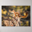 Pesquisar por dos animais selvagens pósteres Fotografia da natureza